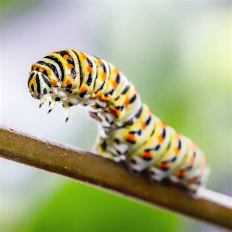 Papilio Machaon Caterpillar Stock Photo - Image of macro, insect: 119794476