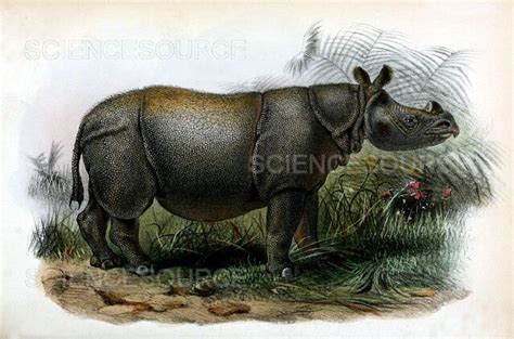 Photograph | Javan Rhinoceros, Endangered Species | Science Source Images