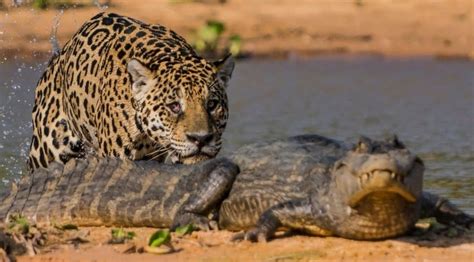 Jaguar Attacks Crocodile | Exclusive Video | Reckon Talk