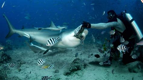 In Fiji, diving with big, hungry sharks - BBC Travel