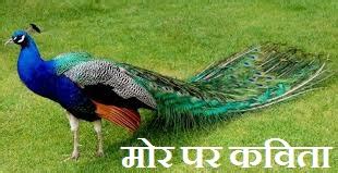 मोर पर कविता, Poem on Peacock in Hindi