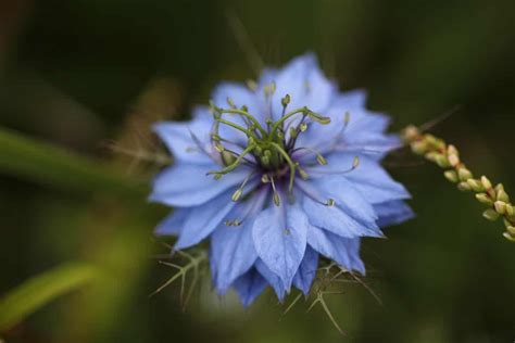 How To Grow Hardy Annuals In The Garden - Farmhouse & Blooms