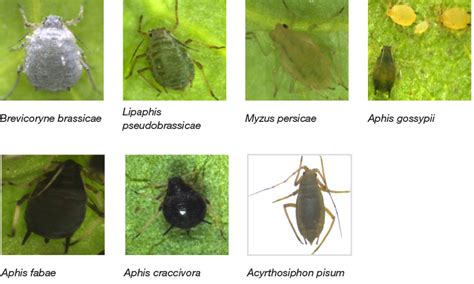 DNA barcoding and aphid identification | icipe - International Centre of Insect Physiology and ...