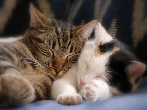 Pictures Of Cats Sleeping