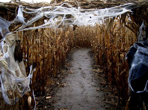 PUMPKINROT.COM: The Blog: Haunted Corn