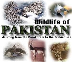 Website: Wildlife of Pakistan | ALL THINGS PAKISTAN : ALL THINGS PAKISTAN