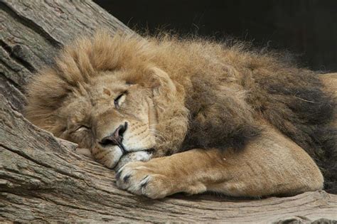 Lion sleeping | Sleeping lion, Lion, Sleeping animals