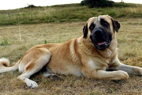 What is the average size of a Kangal dog? | by Pet Care Online | Medium