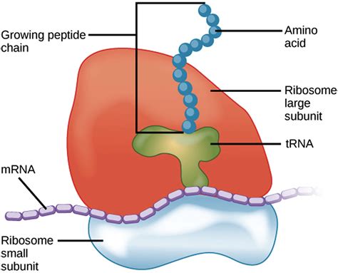 Diamond-Blackfan Anemia - Causes, Symptoms, Diagnosis & Treatment