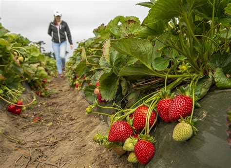 UC Davis Releases 5 New Strawberry Varieties - Vegetables West Magazine