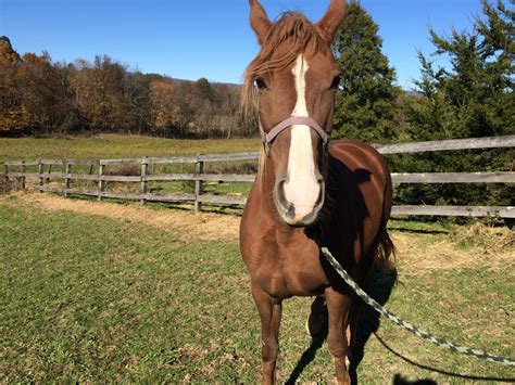 Tennessee Walker Horses For Sale | Pine Bush, NY #286519