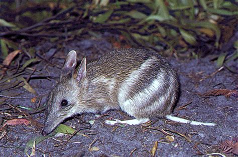 Eastern barred bandicoot - Alchetron, the free social encyclopedia