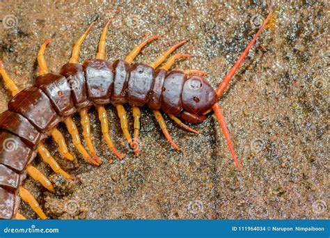 Centipede,Poisonous Animal on the Sand. Stock Photo - Image of ...