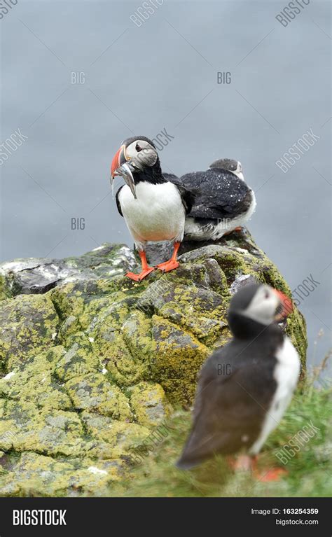 Puffin Fish. Puffin Beak Full Fish Image & Photo | Bigstock