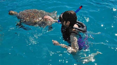 Barbados Turtle Snorkel - Sandy Lane Beach • Orana Travel