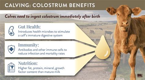 Colostrum For Calves: The Vital First Hour