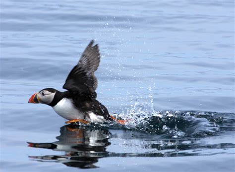 Discover Scilly’s Marine Wildlife – Isles of Scilly Travel