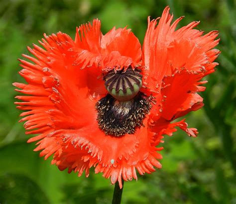 Pin on Maci, Poppies, Mak, Flowers