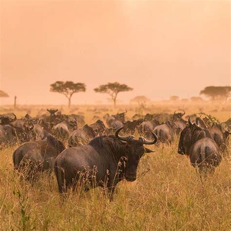 Animal life in Serengeti National Park - Information about predators, herbivores, reptiles and more