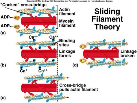 Myosin crossbridge cycle | Physiology, Anatomy study, A level biology