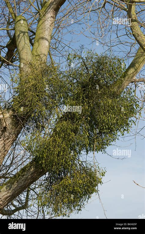 Tree Parasite High Resolution Stock Photography and Images - Alamy