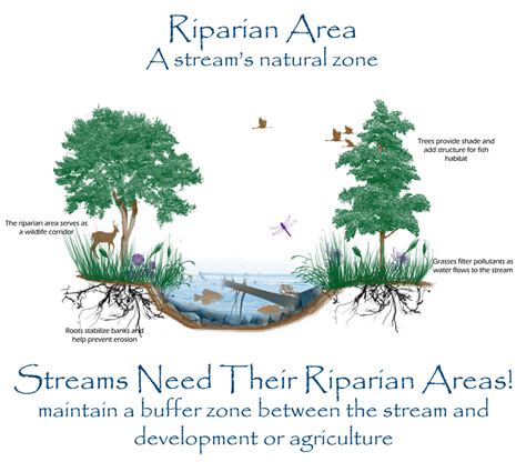 Riparian Areas - Blue Thumb