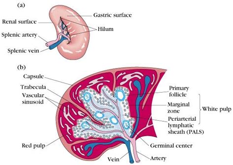 Pin on Anatomy