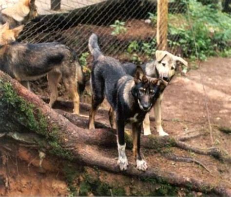 Jackal–dog hybrid - Alchetron, The Free Social Encyclopedia