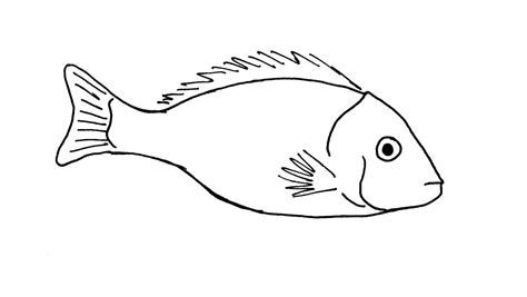 Line drawing of a fish | Fish sketch, Fish drawings, Fish illustration