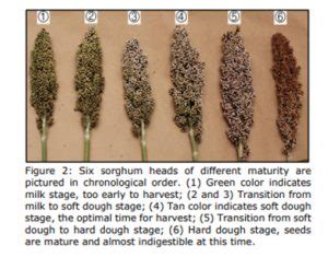 Sorghum Silage Harvest Timing - sorghumpartners.com