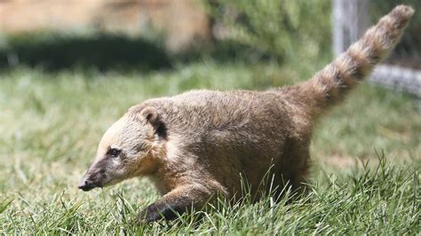 South American Coati - Elmwood Park Zoo