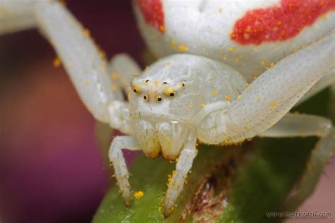 White Crab Spider. Macro shot. © Mark Edell's Nature and Wildlife ...