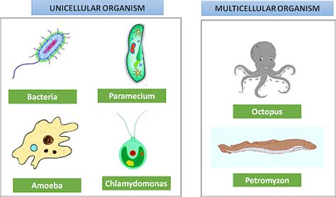 Unicellular Organisms: Types, Characteristics, Examples