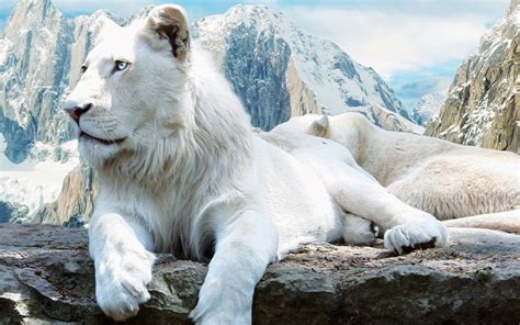 White Lions HD Funny Wallpapers ~ Funny Wallpapers