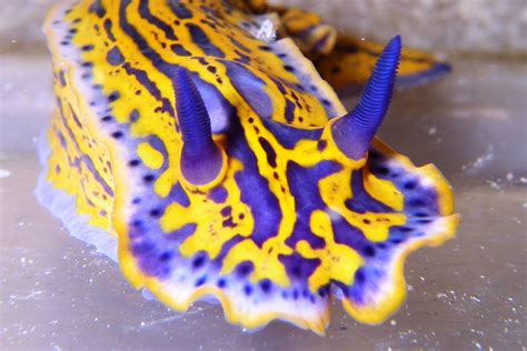 Ocean Observations: Nudibranchs