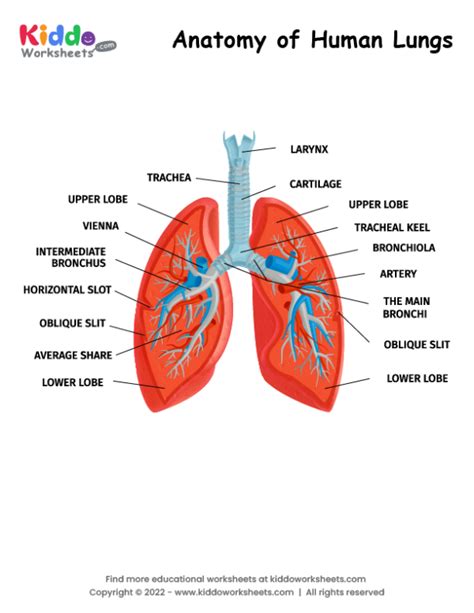 Free Printable Anatomy of Human Lungs Worksheet - kiddoworksheets