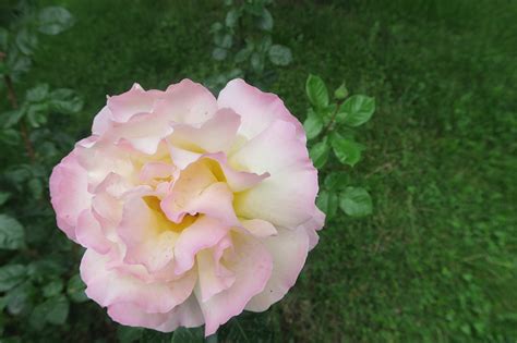 Rosa Primavera Rose - Foto gratis en Pixabay - Pixabay