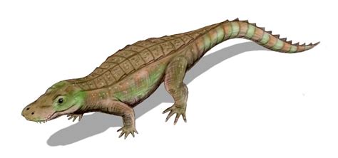 Anatosuchus | Fossil Wiki | FANDOM powered by Wikia