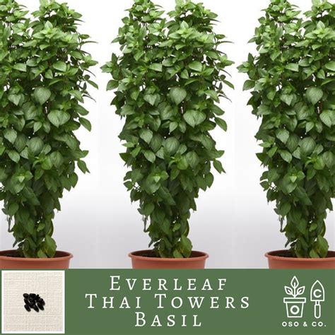 Everleaf Thai Towers Basil Ocimum basilicum Herb Seeds (Oso & Co ...