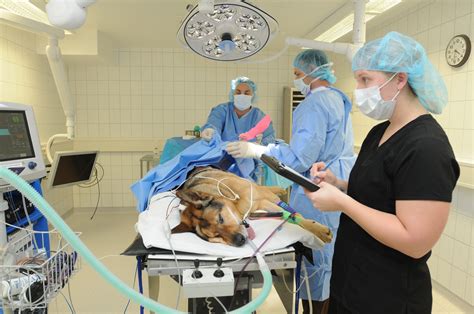 Army veterinary clinic helps Military Working Dog get back on its feet | Article | The United ...