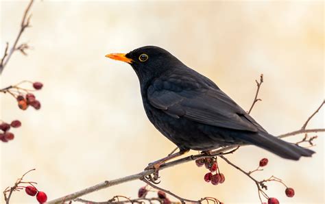 Blackbirds | Facts about Male & Female Blackbirds