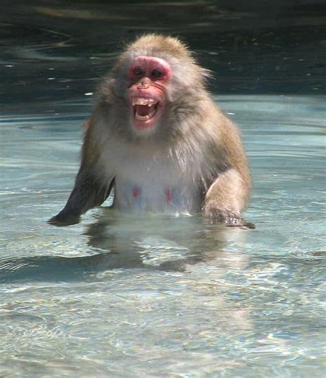 Picture 5 of 12 - Japanese Macaque (Macaca Fuscata) Pictures & Images ...