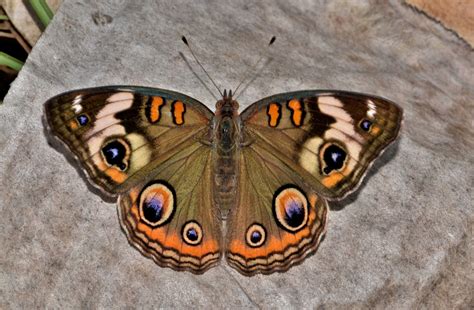 Free Images : nature, wing, animal, biology, bug, moth, butterfly ...