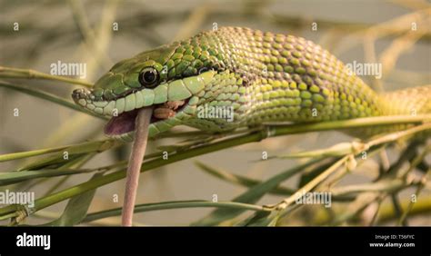 Baron's Green Racer Snake feeding Stock Photo - Alamy