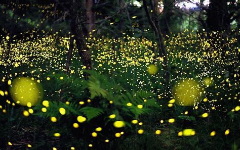 How and why do fireflies light up? - Scientific American