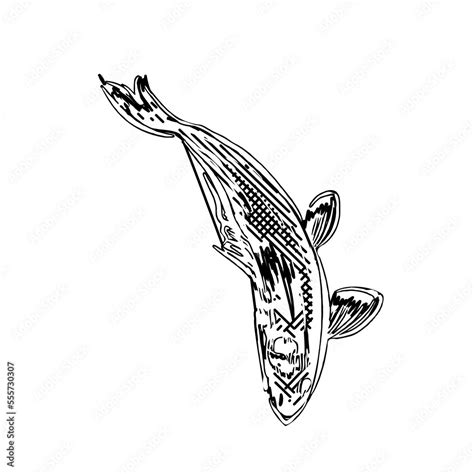 black and white drawing sketch of a koi fish with transparent background Stock Illustration ...