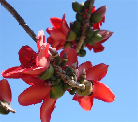 Bombax ceiba (Cotton Tree) | Flickr - Photo Sharing!