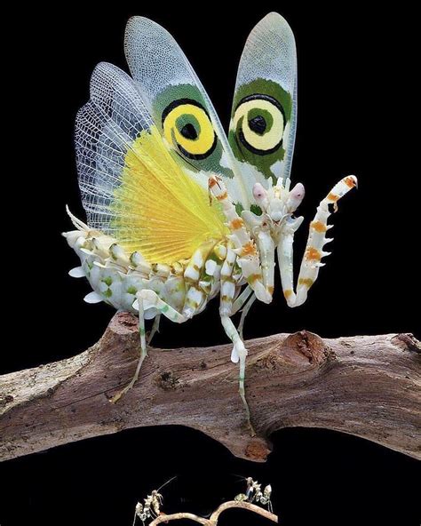 SPINY FLOWER MANTIS 😎😎😎 | Weird animals, Beautiful bugs, Nature animals