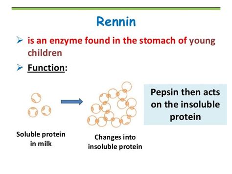 Digestion