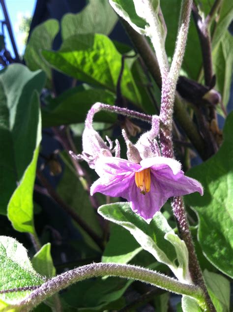 eggplant flowers | Growing fruit, Flowers, Plants